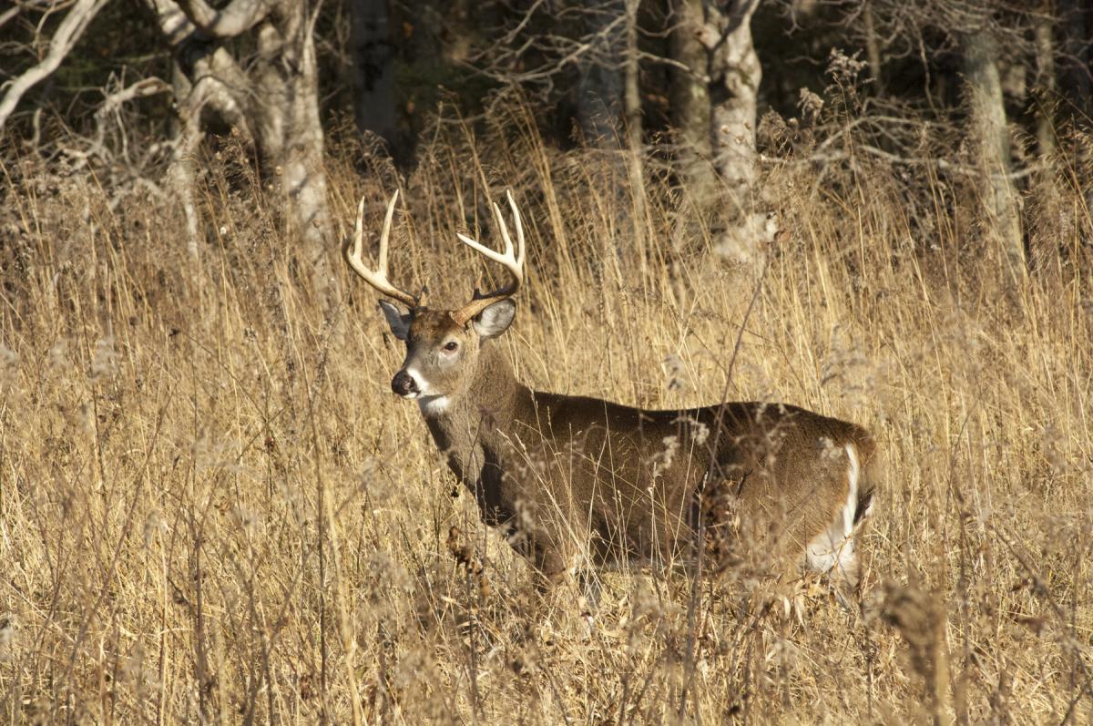 Carolina Curious Is There A Program To Limit Deer Numbers In Boone?